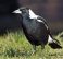 Australian Magpie,