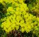 Brisbane Golden Wattle,