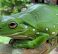 Green Tree Frog,