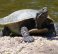 Brisbane River Short-necked Turtle,