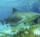 Bull Shark,
