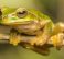 Eastern Sedgefrog,
