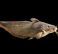 Eeltailed Catfish,