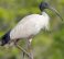 Australian White Ibis,