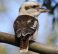 Laughing kookaburra,