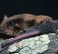 Little Broad-nosed Bat,