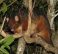 Ringtail Possum,