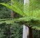 Common Treefern,
