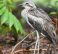Bush Stone-curlew,