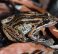 Striped Marshfrog,