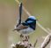 Superb Fairy-Wren,