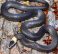 White Crowned Snake,