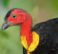 Australian Brush-turkey,
