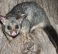 Brushtail Possum,