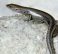Garden Skink,