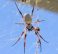 Golden Orb-Weaver Spider,