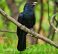Common Koel,