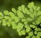 Common Maidenhair-fern,