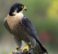 Peregrine Falcon,