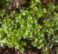 moss Splachnobryum,